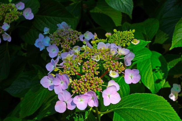 Bright flowering branches of hydrangeas in the park in the summer