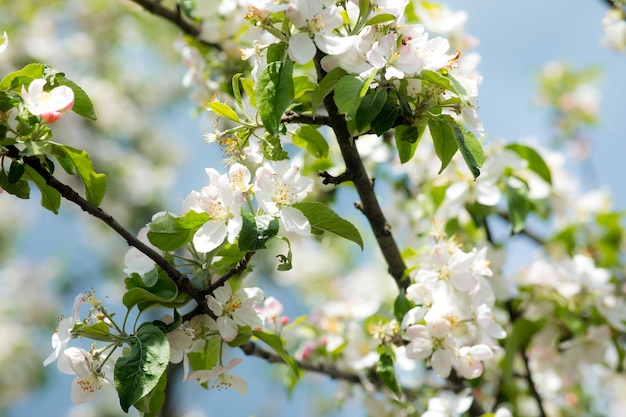 Bright flowering cherry tree branch with lot of white flowers on blurred deep green background