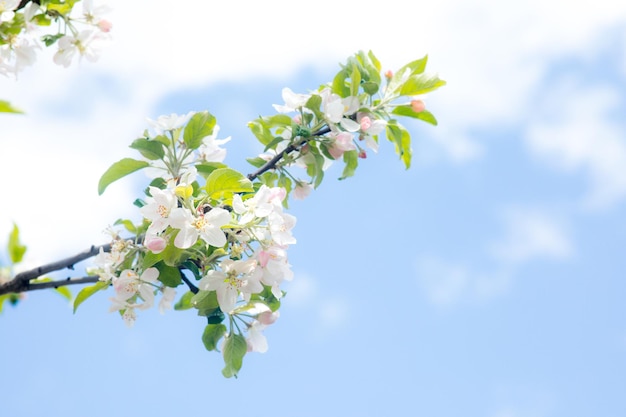 Bright flowering cherry tree branch with lot of white flowers on blurred deep green background