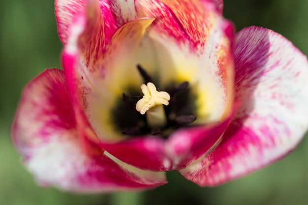 Bright flowering colorful flowers tulips in garden