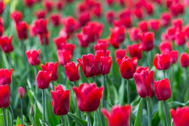 明るい花の咲く色とりどりの花のチューリップの庭