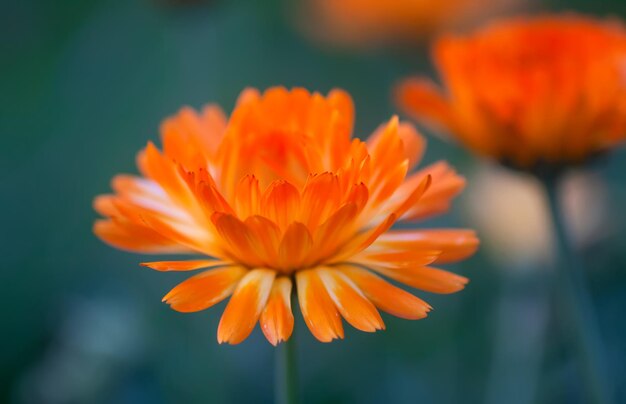 Яркие цветы Calendula officinalis, растущие в саду