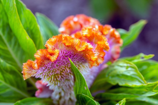 Bright flowers of Celosia argentea in a flower bed in the garden Floriculture hobby