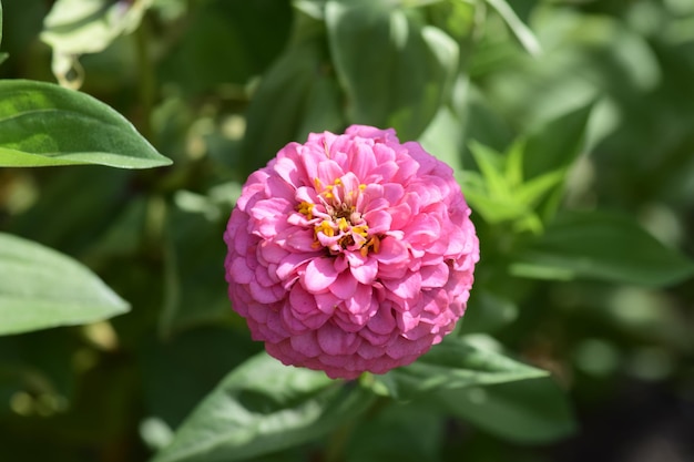 明るい花のクローズアップ花は庭で育ちますアスター付きフラワーベッドフラワーカード