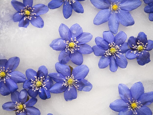 Bright flowers lying in the ice.