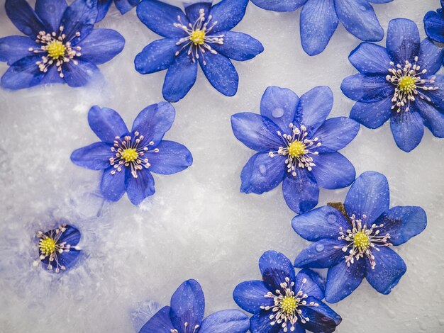 Bright flowers lying in the ice.