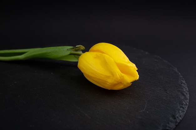 Bright flowers macro shot on a black background