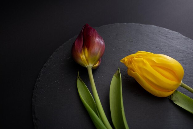 Bright flowers macro shot on a black background