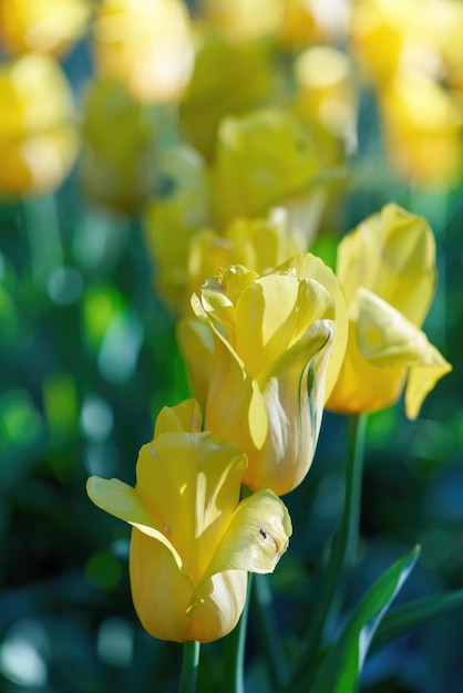 사진 봄 초원에 노란 튤립의 밝은 꽃