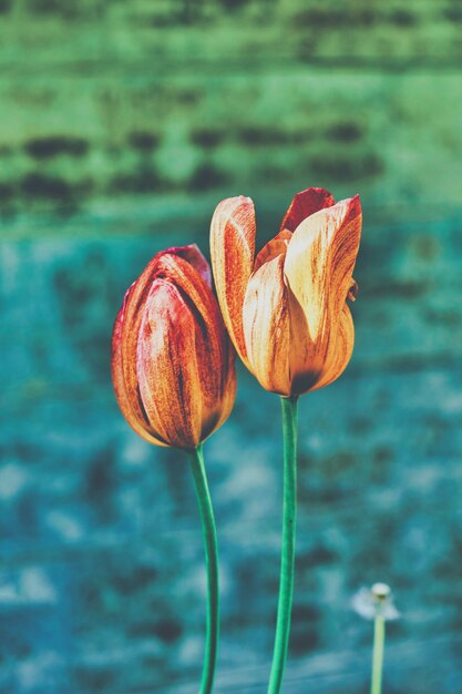 Fiori luminosi dei tulipani rossi e gialli nel parco in primavera