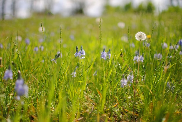 日当たりの良い牧草地に明るい花