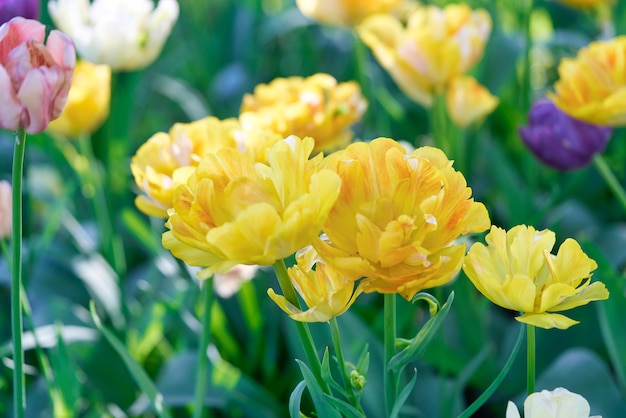 Fiori luminosi di tulipani su un campo di tulipani in una mattina di sole, fiori di primavera tulipani