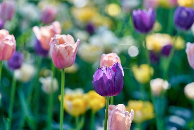 Bright flowers of tulips on a tulip field on a sunny morning, spring flowers tulips