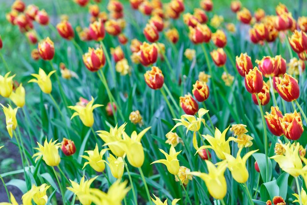 Bright flowers of tulips on a tulip field on a sunny morning, spring flowers tulips