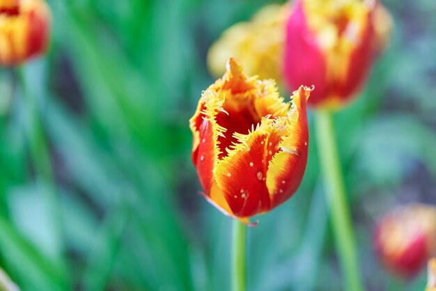 Bright flowers of tulips on a tulip field on a sunny morning, spring flowers tulips