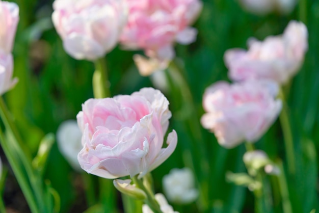 Яркие цветы тюльпанов на поле тюльпанов солнечным утром, тюльпаны весенние цветы