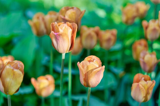 Яркие цветы тюльпанов на поле тюльпанов солнечным утром