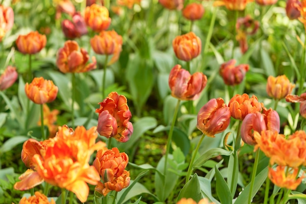 Bright flowers of tulips on a tulip field on a sunny morning