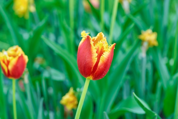 Bright flowers of tulips on a tulip field on a sunny morning