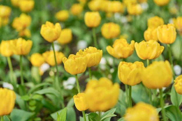 Bright flowers of tulips on a tulip field on a sunny morning