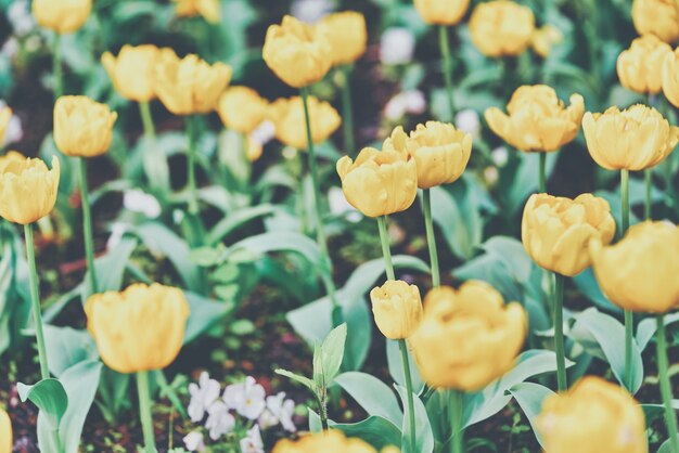 Bright flowers of tulips on a tulip field on a sunny morning