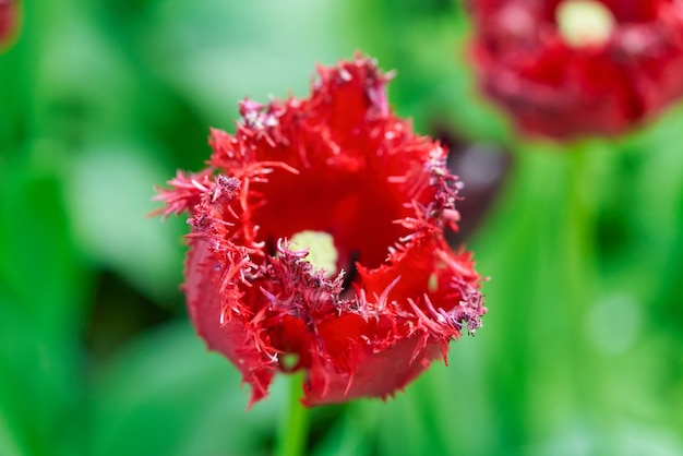 晴れた朝のチューリップ畑に鮮やかなチューリップの花