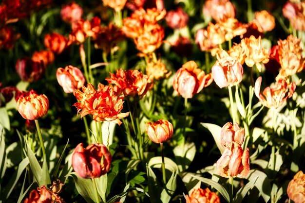 晴れた朝のチューリップ畑に鮮やかなチューリップの花