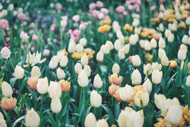 Яркие цветы тюльпанов на поле тюльпанов в солнечное утро