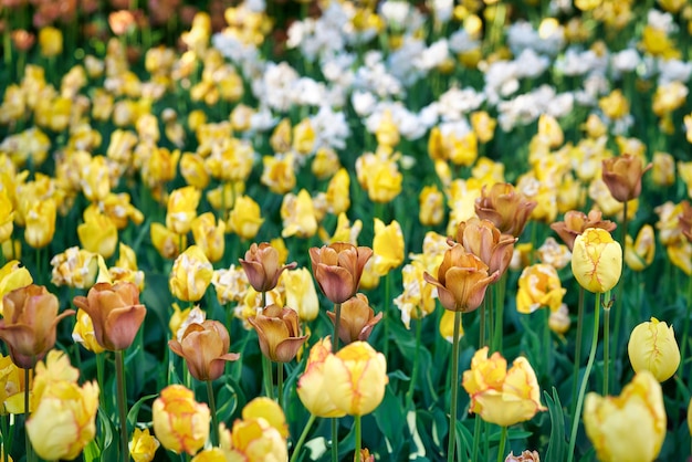 Bright flowers of tulips on a tulip field on a sunny morning