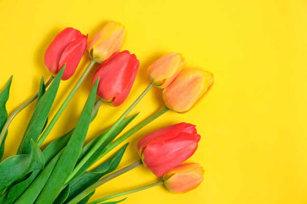 Bright flowers, tulips on a yellow background.