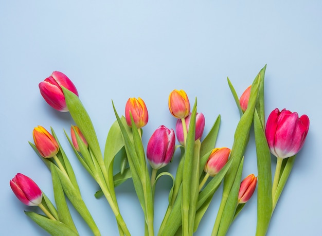 Bright fresh bouquet of pink tulips on a blue background