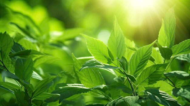 Bright and Fresh Green Leaf in the Sunlight generated by AI