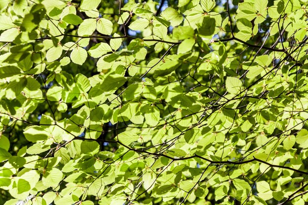 Bright fresh nature green leaves