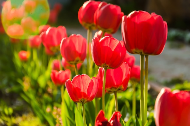 Bright fresh red tulips grow on a flower bed.