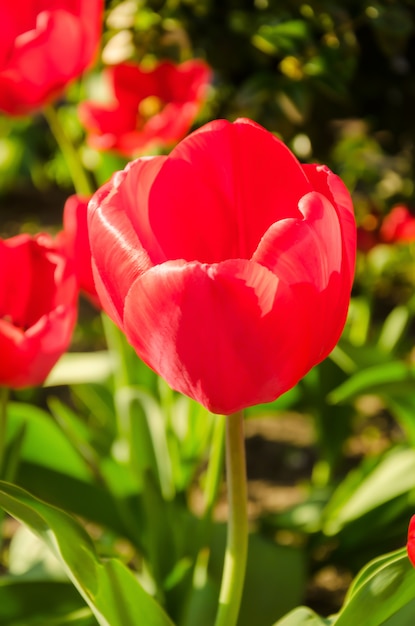 鮮やかな赤いチューリップが花壇で育ちます。