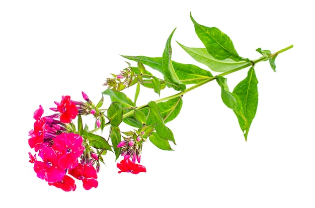 Bright garden phlox isolated on white background. 