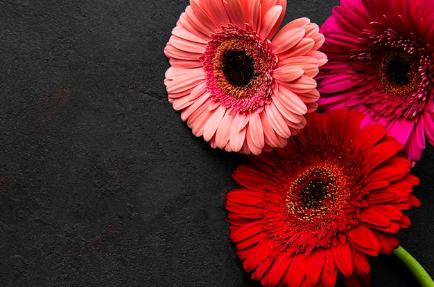 Bright gerbera flowers on black background