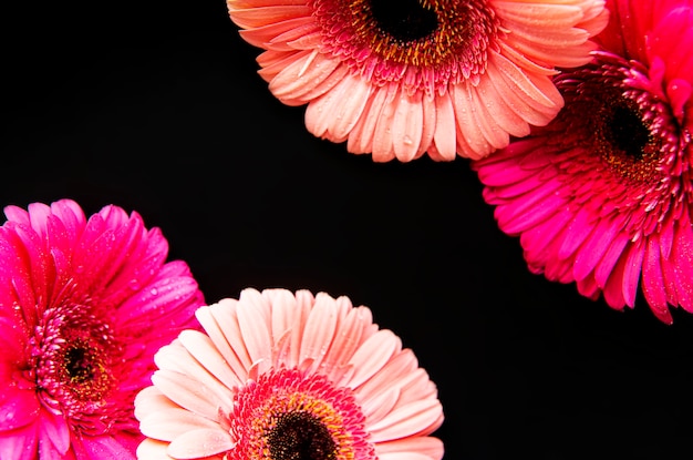 Bright gerbera flowers on a black concrete background. Frame of flowers, top view