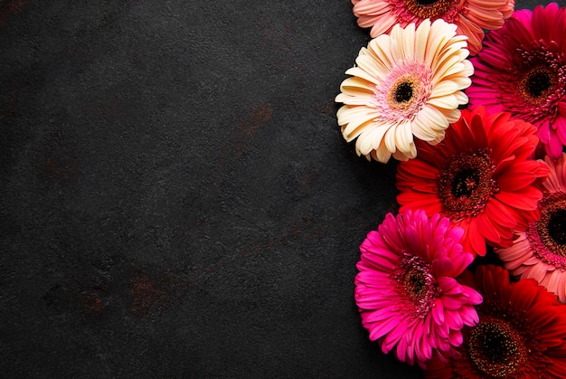 Bright gerbera flowers on a black concrete.