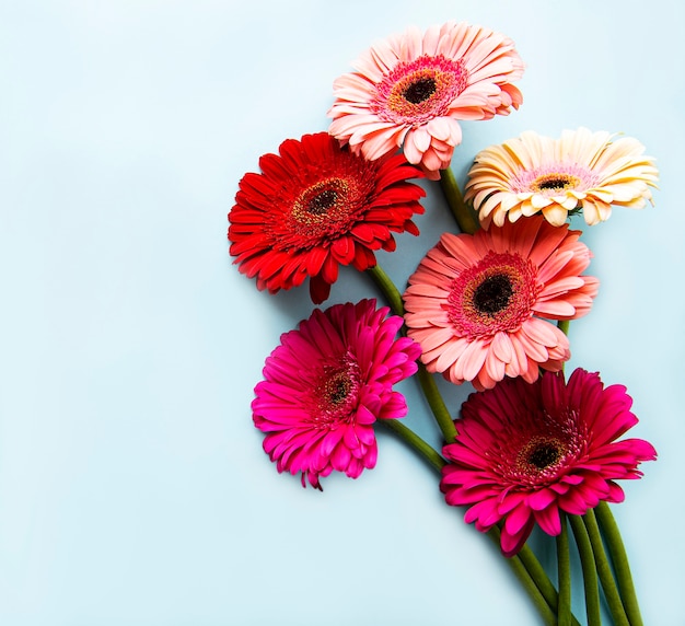 Bright gerbera flowers on a pastel blue