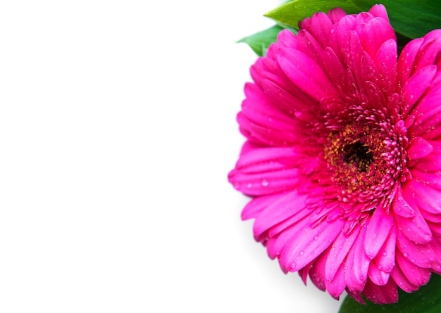 Bright gerbera flowers on a white  background. Frame of flowers, top view