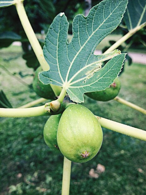 Foto uno sguardo luminoso nel mondo vegetale