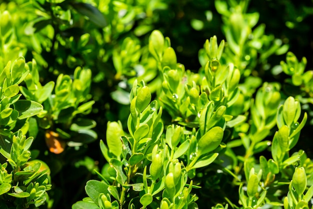 회양목 Buxus sempervirens 또는 유럽 상자 Evergreen 정원의 덤불에 밝은 광택 젊은 녹색 단풍
