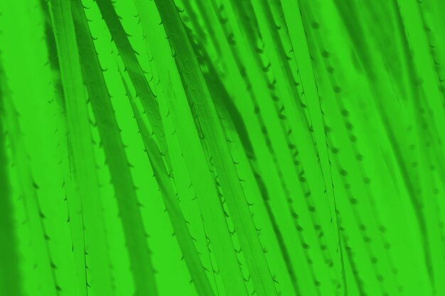 サボテンのとげのパターンを持つ明るく輝く緑の抽象的な背景