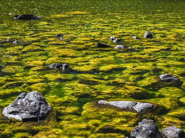 Sfondo naturale verde incandescente luminoso con una superficie di palude. paesaggio di montagna luminoso con flora selvaggia degli altopiani nel lago di montagna paludoso.