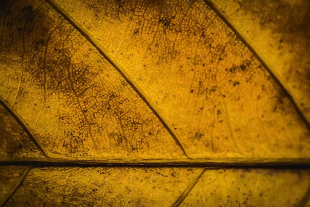 Bright Gold yellow shade color high light more tone in stock Abstract real nature beauty banner background Detail Macro leaf visible texture vein horizontal line Element biology Autumn mood vitality