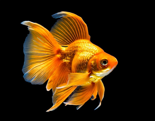 Bright golden fish on a black background