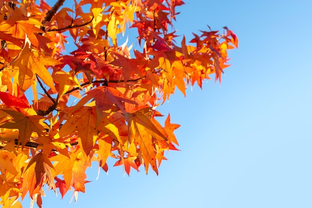 Fogliame dorato brillante di un albero contro un cielo blu