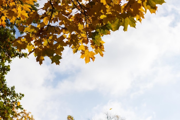 Bright golden leaves against the sky