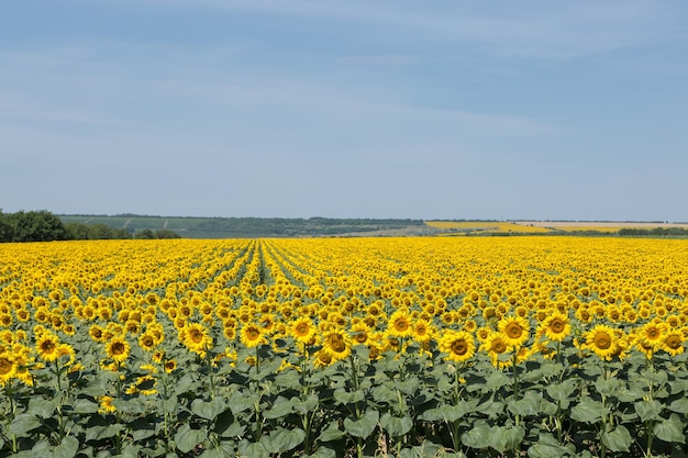 Bright golden sunflower field at sunset